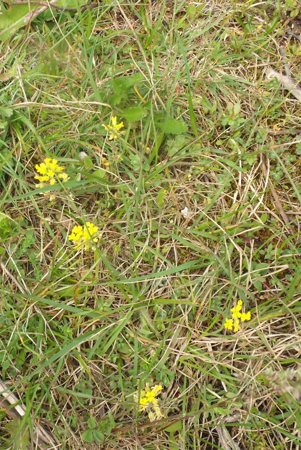 Brassicacea garganica (Lepidium ?)